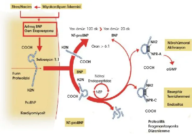 Şekil 8: BNP ve NT-pro BNP’nin sentez, salınım ve reseptör ilişkileri.(115)