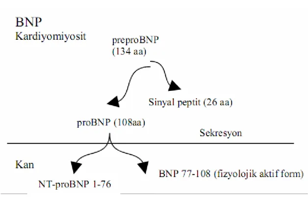 Şekil 5. BNP sentez ve sekresyonu.