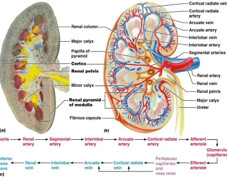 Şekil 3. Böbreğin Anatomik Yapısı