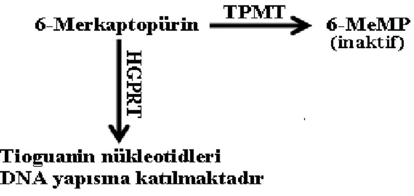 Şekil 2.4. 6-MP’nin aktif metabolitleri olan TGN’ye HGPRT tarafından dönüştürülmesi. TGN’ler 