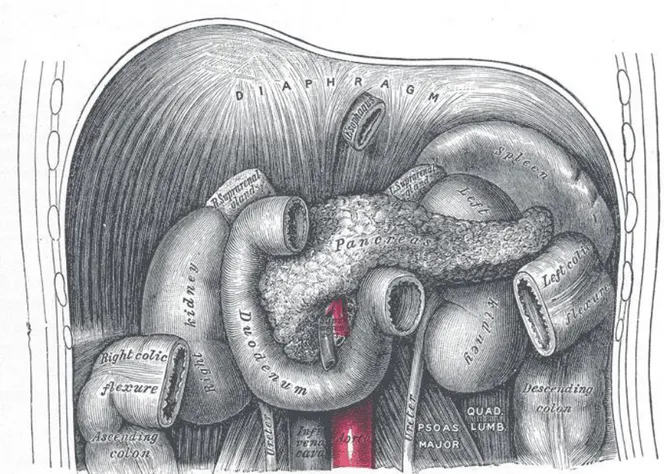 Şekil 1: Pankreasın anatomik konumu
