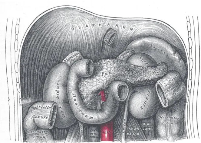 Şekil 1: Pankreasın anatomik konumu