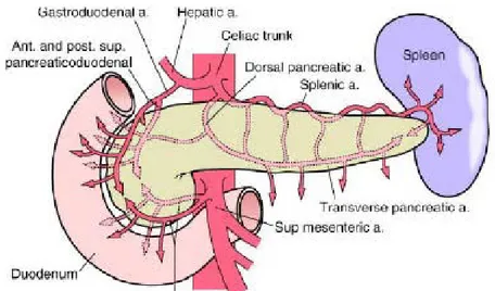Şekil 3: Pankreas arterleri