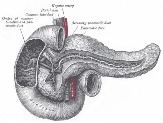 Şekil 5: Pankreas kanalları