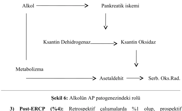 Şekil 6: Alkolün AP patogenezindeki rolü
