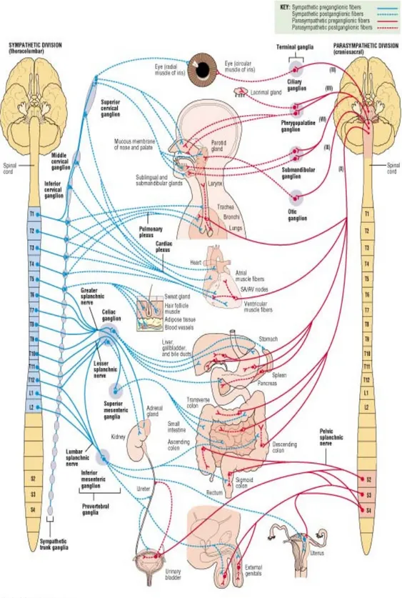 Şekil 1: Otonom sinir sistemi 