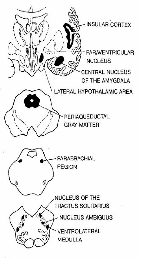 Şekil  2:  Santral  otonomik  ağın  en  önemli  alanları  ve  onların  beyindeki  lokalizasyonları 