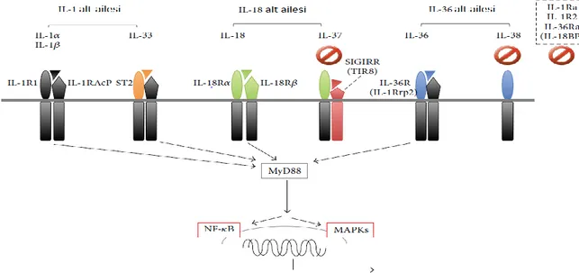Şekil 1. N-peptit uzunluğuna göre IL-1 alt aileleri ve reseptörleri 