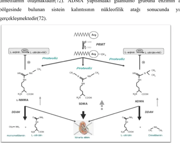 Şekil 2-Metillenmiş Arjinin türevlerinin metabolizmaları