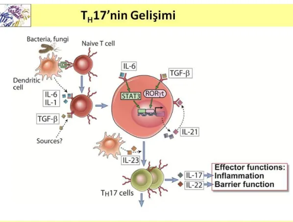 ġekil 3 : T H  17‟nin Gelişimi  