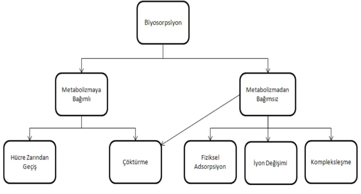 Şekil 2.5. Hücre metabolizmasına bağlı olarak biyosorpsiyon mekanizmasının sınıflandırılması 