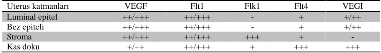 Tablo  1.  Anöstrustaki  sıçan  uterusunda  vasküler  endotel  büyüme  faktörü  ve  reseptörleri  ile  vasküler  endotel büyüme inhibitörünün yarı kantitatif skoru