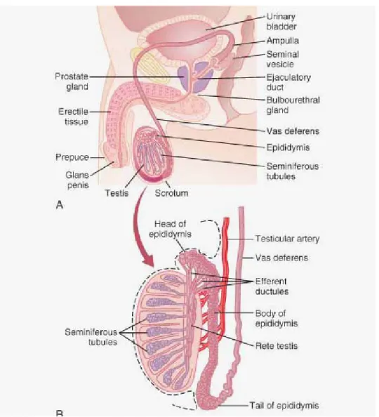 Şekil 10: Erkek genital sistem organları ve testisin şematik yapısı (25).  2.2.1. Tunika Vajinalis Testis 