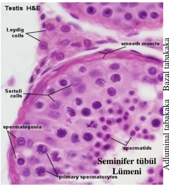 Şekil 12: Testiste spermatogenik hücrelerin görünümü (28). 