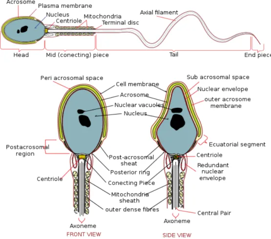 Şekil 14: Spermatozoonun morfolojik yapısı (37). 