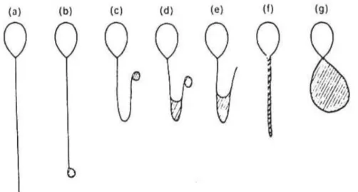 Şekil  15:  HOS  testi  sonucu  değişik  şekiller  almış  sperm  kuyruk örnekleri 