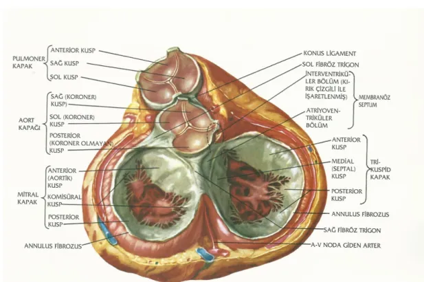 Şekil 4: Aort kapağı