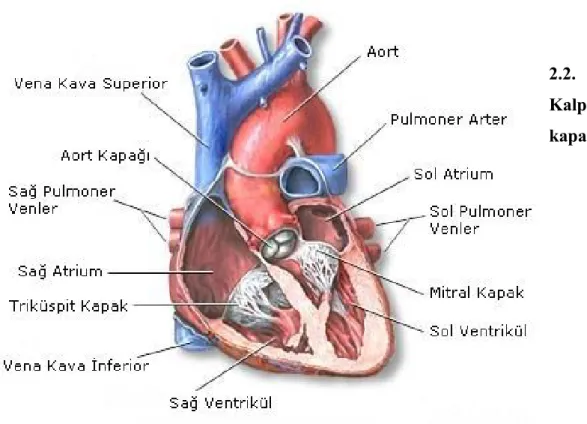 Şekil 5: Aort ve mitral kapaklar