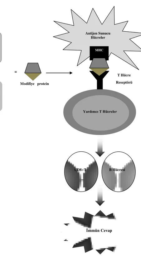 Şekil 1.1. Hapten hipotezi (Uetrecht 2007a) Modifiye   protein  