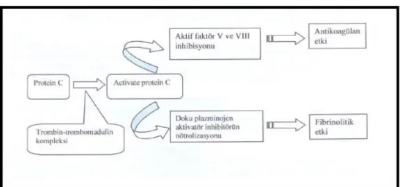 ġekil 2: ProteinC Etki Mekanizması 
