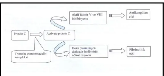 ġekil 2: ProteinC Etki Mekanizması 
