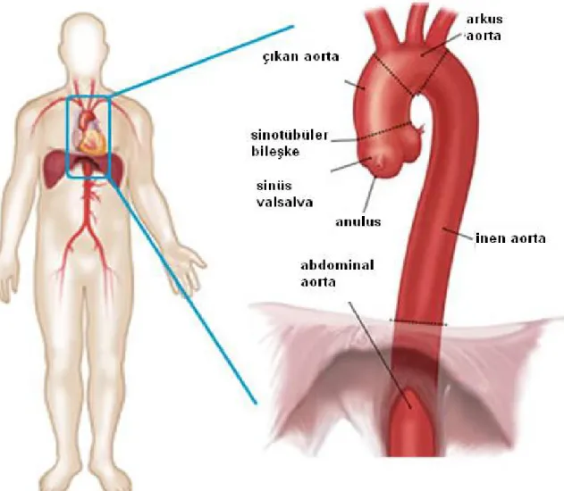 Şekil 3. Aorta bölümleri*