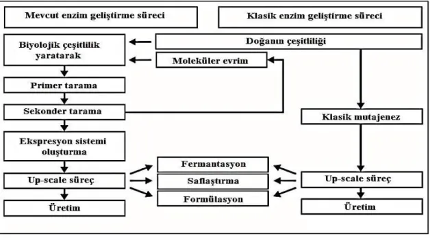 ġekil 2.2. Klasik ve mevcut enzim geliştirme sürecinin karşılaştırılması (Kirk ve ark