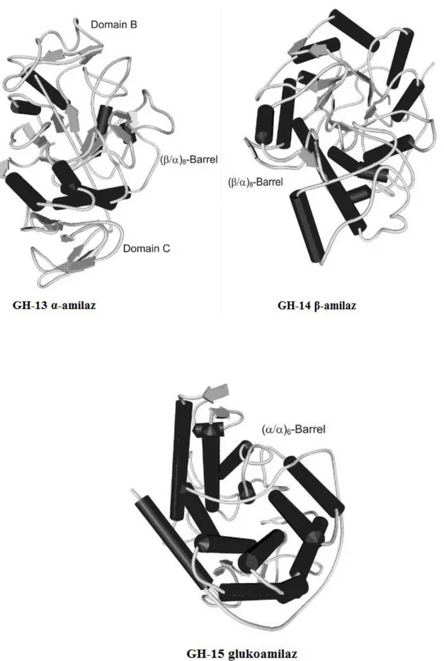 ġekil 2.5. α-amilaz, β-amilaz ve glukoamilazın üç boyutlu yapıları (Janecek 2005) 