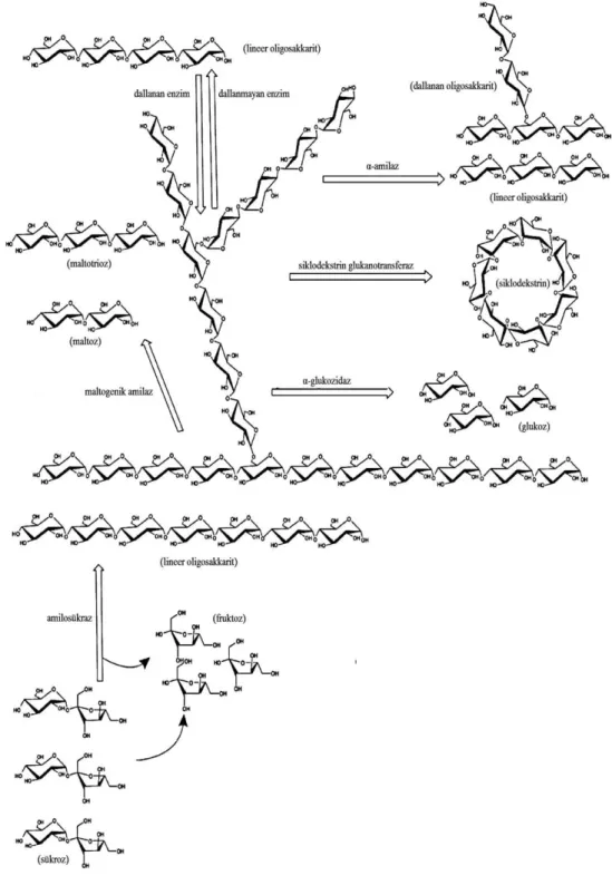 Çizelge  2.4‟te  yer  alan  amilaz  ailesindeki  bazı  enzimlerin  fonksiyonları  Şekil  2.6‟da gösterilmiştir