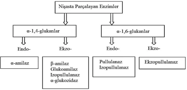 ġekil 2.8. Nişasta parçalayan enzimler (Polaina ve MacCabe 2007)  