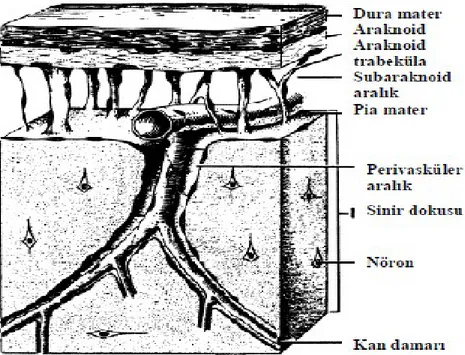 Şekil 2: Meninkslerin majör anatomik bölümleri (9). 2.2. BOS Fizyolojisi