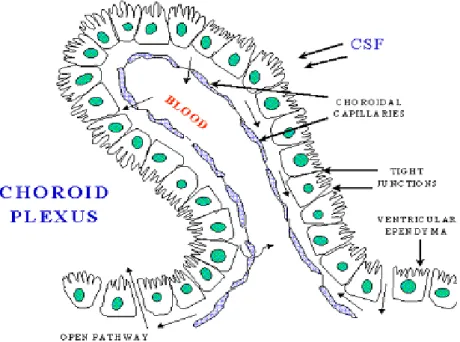Şekil 3: Koroid pleksus yapısı (175).