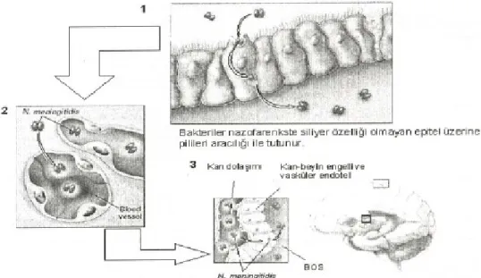 Şekil 7: Mikroorganizmanın subaraknoid aralığa geçişi (178).