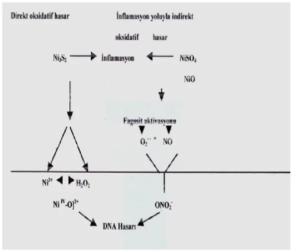Şekil 2. 1. Nikel’in direkt ve indirekt yolla verdiği in vivo oksidatif hasar 19 .
