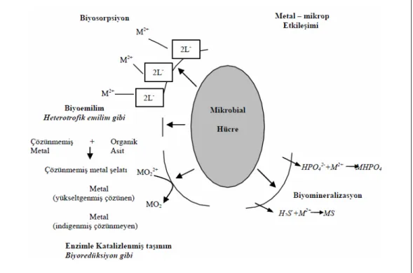 Şekil 2.5. Metal ile mikroorganizma arasındaki etkileşim mekanizmaları 39