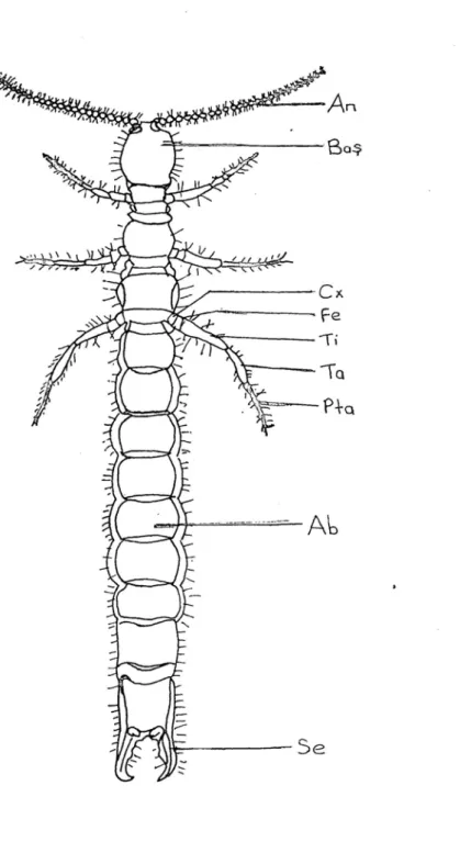 Şekil 2 : Japygidae familyasına ait bir türün vücut kısımları : An : Anten, Cx : Coksa, Fe : 