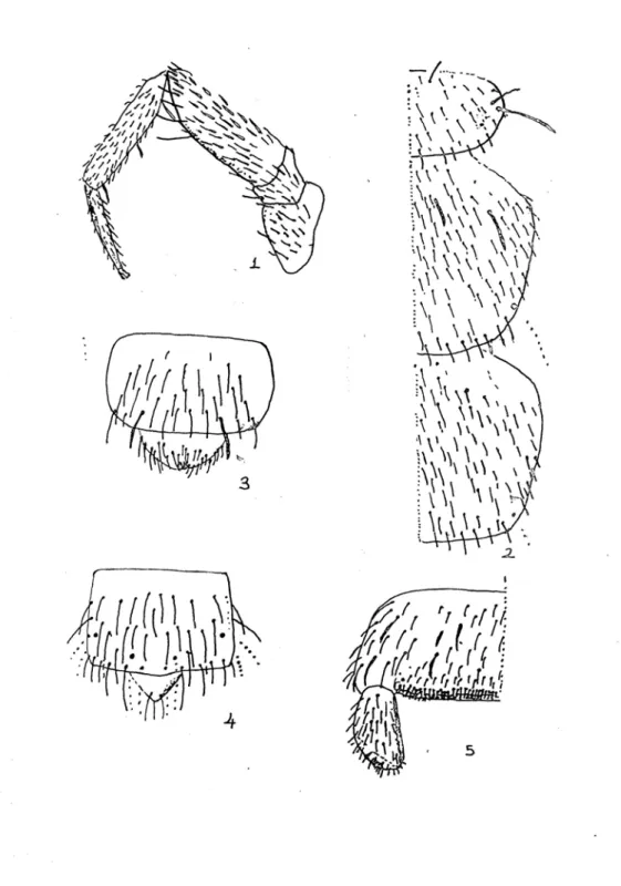 Tablo 6.1 – 6.5 : 1 : Campodea subdives’in bacak yapısı, 2 : Pronotum, Mesonotum, 3 : Dişi 