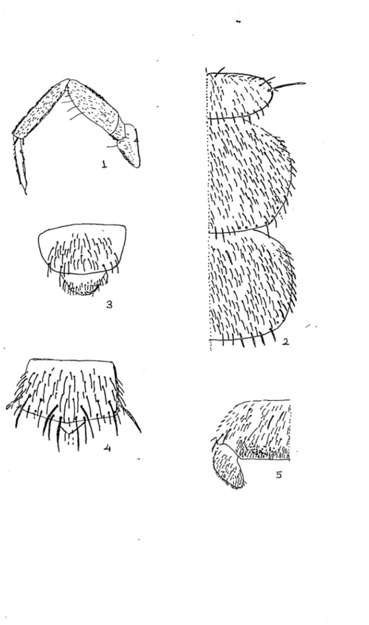 Tablo 7.1 – 7.5 : 1 : Campodea sprowierii’in bacak yapısı, 2 : Pronotum, Mesonotum, 3 : 