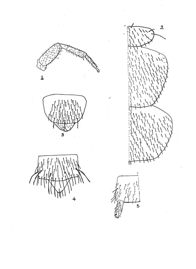 Tablo 8.1 – 8.5 : 1 : Eutrichocampa aegea’in bacak yapısı, 2 : Pronotum, Mesonotum, 3 : 