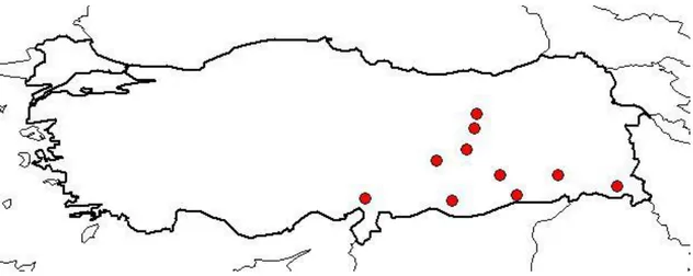 Şekil 2.5. Allium chrysantherum’un Türkiye’deki dağılımı (Osmaniye, Hakkari, Mardin, Siirt, Diyarbakır, 