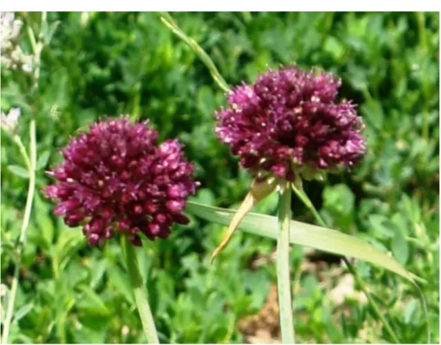 Şekil 2.14. Allium scorodoprasum subsp. roturdum (Fırat ve ark. 2015). 