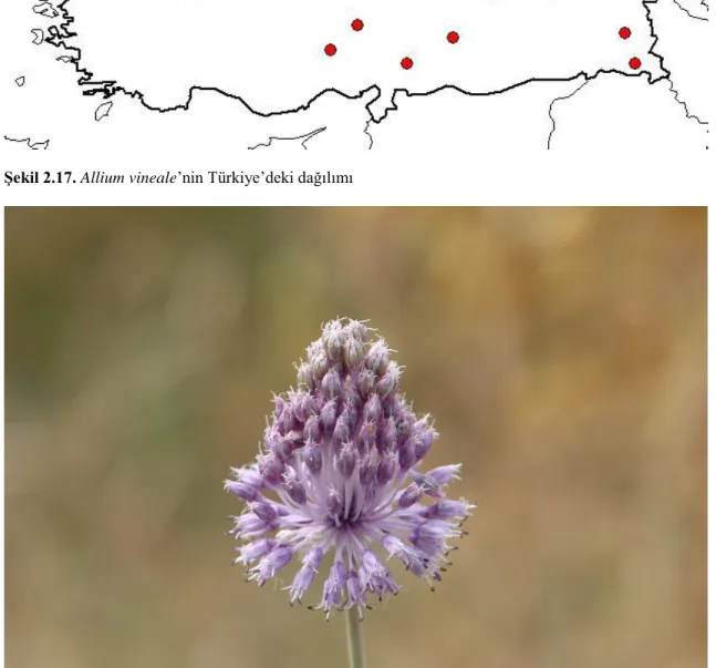 Şekil 2.18. Allium vineale (Fırat ve ark. 2015). 