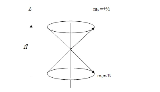 Şekil 1.3 Elektron spin vektörünün m s  = ½  ve m s  = -½ için manyetik alanda yönelimi