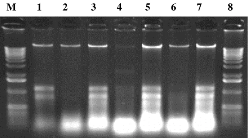 Şekil 4.1.  Bacillus izolatların’dan klasik yöntemle elde edilen genomik DNA’nın agaroz jelden görüntüsü