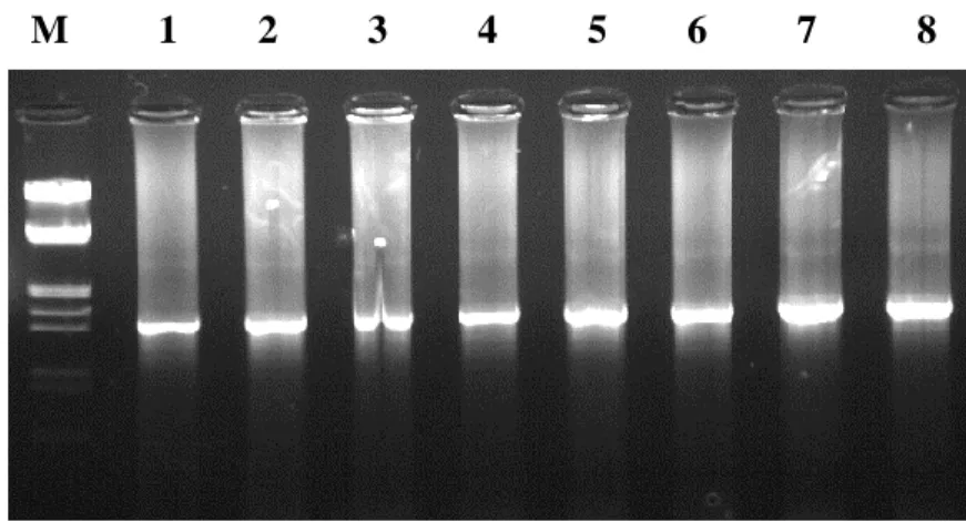 Şekil 4.2.  Bacillus izolatlarından 16S rRNA geninin PCR sonuçlarının agaroz jelden görüntüsü