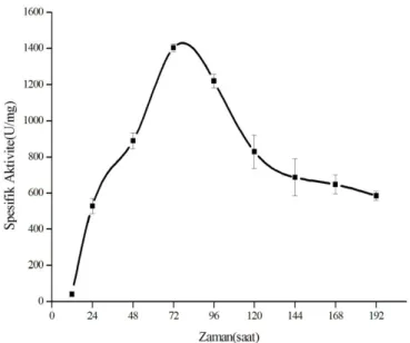 Şekil 5. 11. KSF ortamında B. subtilis RSK96’nın α-amilaz  üretimi üzerine değişik  inkübasyon sürelerinin etkisi  
