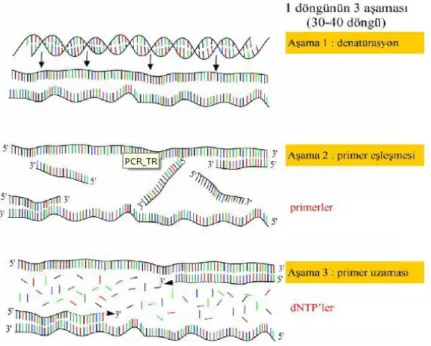 Şekil 2.1 PCR döngü aşamaları (Vierstraete 1999) 