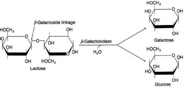 Şekil 2.2. Laktozun  glikoz ve galaktoza parçalanması(Ussery 2000)  Gıda  endüstri  alanında,  β-galaktosidaz  kullanımı  açısından  insanların  tüketebileceği  ürünler  üretmekle  sınırlı  değildir