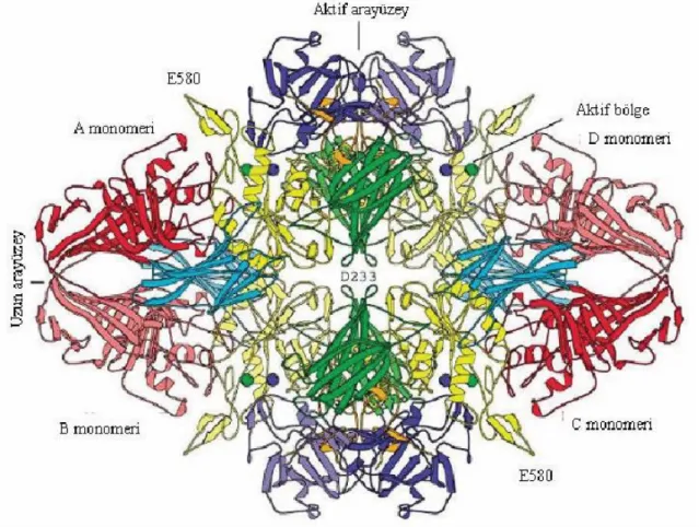 Şekil  2.3.  Escherichia  coli’e  ait  β-galaktosidaz  tetramer  yapısının  üstten  görünümü  (Şekil’deki  renklendirmeler  bölgelere  göre  yapılmıştır