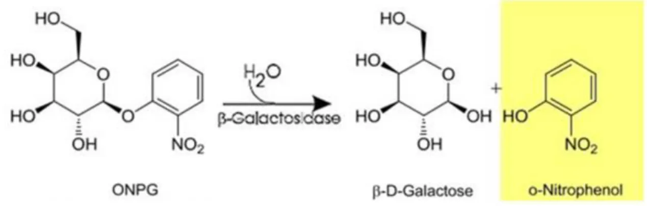 Şekil 3.1. ONPG’nin parçalanması sonucu oluşan o-Nitrofenol (Acharya 2015)  Protein  miktarının  belirlenmesi  ise  Lowry  yöntemi  kullanılarak  gerçekleştirildi  (Lowry  1951)